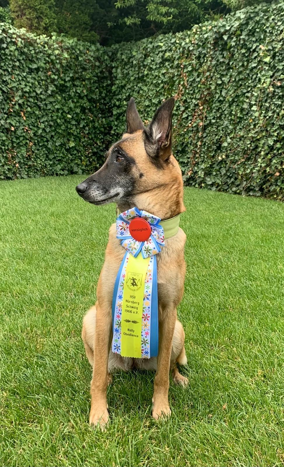 Yellow – unser Betriebstier